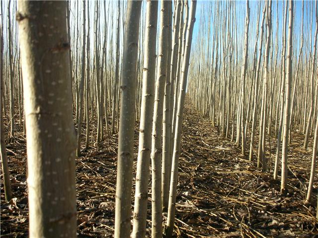 plantas de chopo en nuestros viveros
