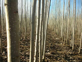 plantas de chopo en nuestros viveros
